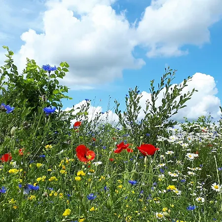 Boerderij Beddengoed Bed & Breakfast 3*